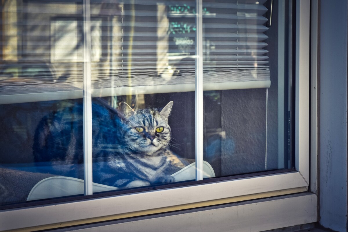 cat-4021547_1920