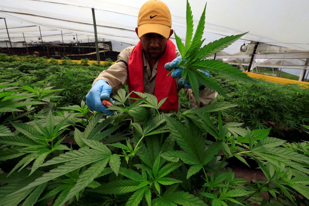 A man gathers marijuana plants for medicinal use at the company Pharmacielo in Rionegro,