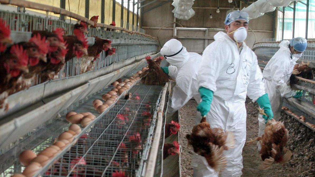 Officials wearing protection suits prepare for mass culling of chickens at a chicken farm in Bando.