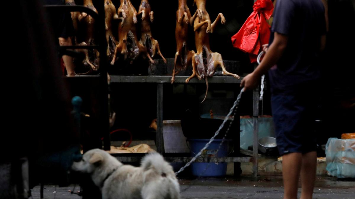 skynews-dogs-china_4966058