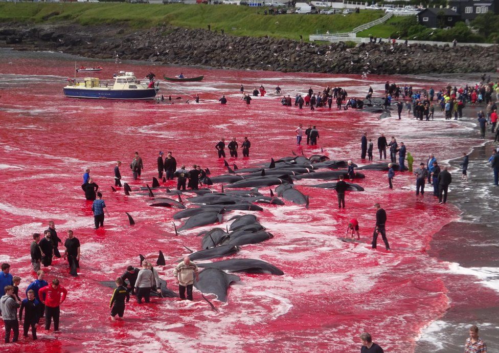 _103042577_whale_killing_35_trianglenews