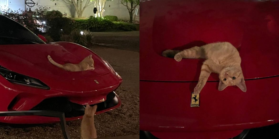 Aksi kucing 'oyen' lepak atas Ferrari F8 Tributo