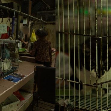 Juruvideo UK Dakwa Ada Kedai Jual Daging Kucing 'Fresh' Di Petaling Street?