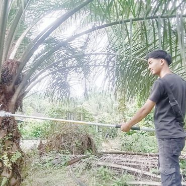Kerja di ladang sawit