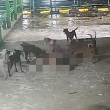 Warga emas maut diserang anjing liar