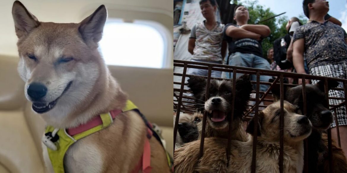 Anjing