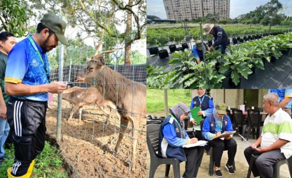 97.9% Ladang Diusahakan Individu, Majoriti Berumur 60 ke atas – Ini ...