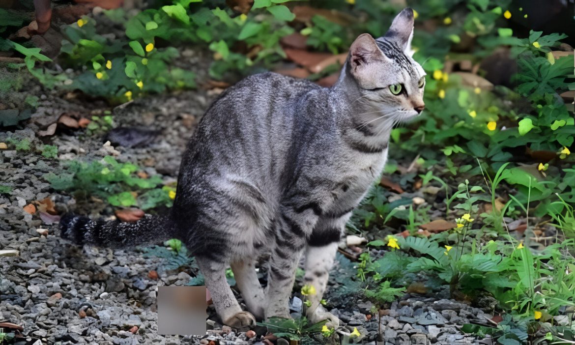 Terpaksa Jual Rumah Selepas 2 Dekad Menetap, Segalanya Berpunca Daripada Najis Kucing Jiran