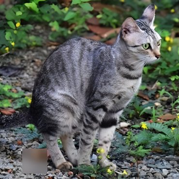 Terpaksa Jual Rumah Selepas 2 Dekad Menetap, Segalanya Berpunca Daripada Najis Kucing Jiran