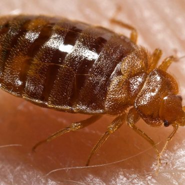 Sumbangan Saintis Malaysia: Kaedah Baharu Peroleh DNA Suspek Daripada Pepijat