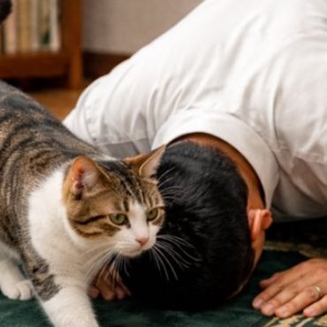 Bulu Kucing Pada Sejadah: Sah Atau Tidak Solat Anda?