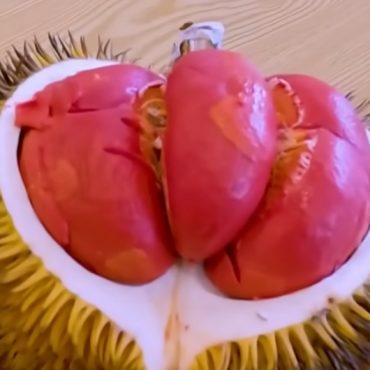 Rendah Gula & Tak 'Panas', Durian Merah Sabah Jadi Buruan Peminat Gaya Hidup Sihat