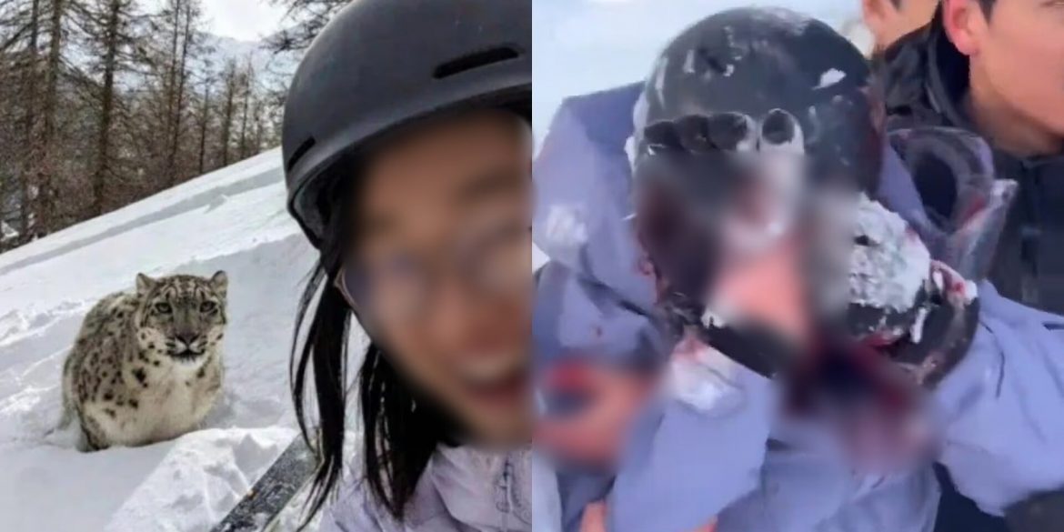 Padah Selfie Dengan Harimau Bintang Salji, Pelancong Wanita 'Hilang Muka'