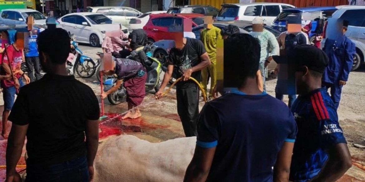 Mampu Korban 70 Ekor Lembu Bernilai Lebih RM700,000, Netizen Persoal 'Kekayaan Misteri' Pelarian Rohingya