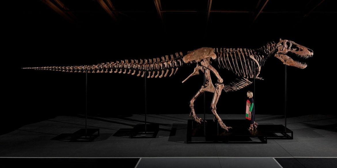 10 Minit Pembidaan Sengit, Fosil T. rex 'Gus' Berusia 67 Juta Tahun Terjual Lebih RM200 Juta