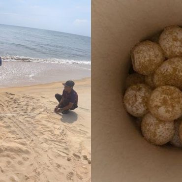 Selepas 9 Tahun 'Hilang', Penyu Belimbing Akhirnya Pulang Bertelur Di Terengganu