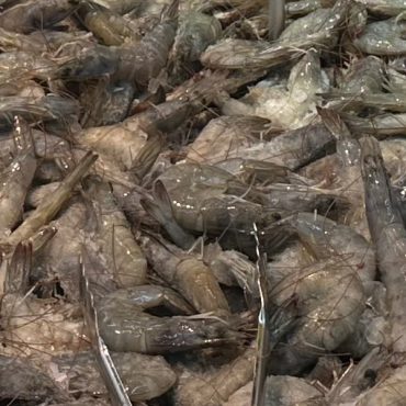 Bakal Ada Sinar Baharu, Ini Status Terkini Isu Sekatan Import Udang Dan Siakap Thailand